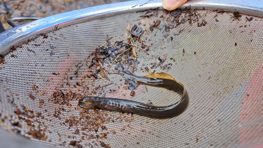 Carpathian brook lamprey (Eudontomyzon danfordi) — Petromyzontidae