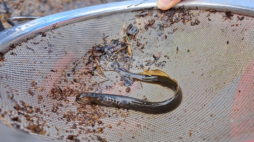 Carpathian brook lamprey (Eudontomyzon danfordi) — Petromyzontidae
