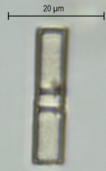 Aulacoseira ambigua