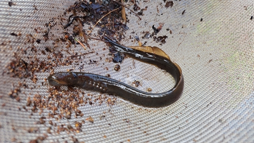 Carpathian brook lamprey (Eudontomyzon danfordi) — Petromyzontidae