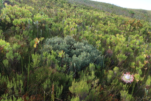 Grubbia tomentosa (Grubbia tomentosa)
