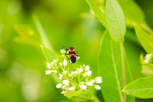 Large Milkweed Bug photographed in Arkansas
