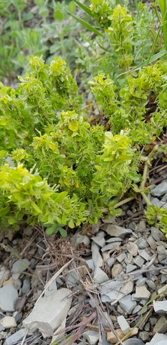 Cruciata taurica (Cruciata taurica)
