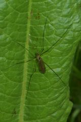 Nephrotoma appendiculata