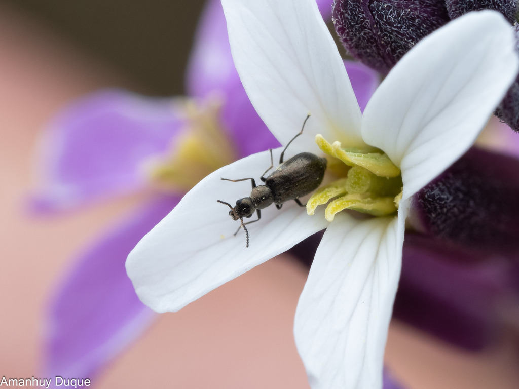 Attalus aenescens