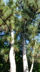 Pinus caribaea
