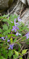 Vinca herbacea