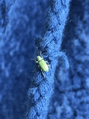 Pachyrhinus lethierryi