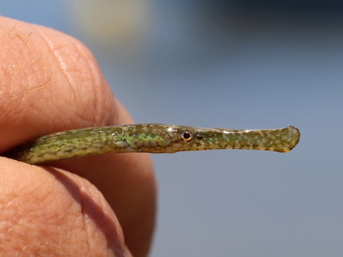 Broadnosed Pipefish, Praia de Faro, Faro, Portugal, photo 6 of 10