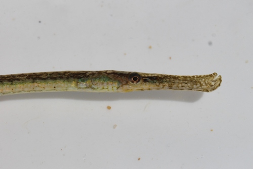 Broadnosed pipefish (Syngnathus typhle) — Syngnathidae — 2