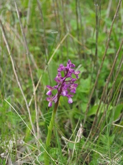 Anacamptis morio caucasica