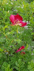 Paeonia tenuifolia