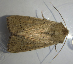 Cerastis punctosa