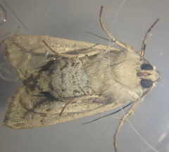 Cerastis punctosa