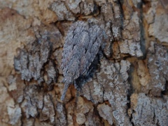 Eurinopsyche obscurata