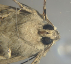 Cerastis punctosa