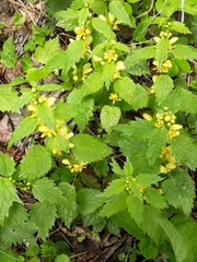 Lamium galeobdolon montanum
