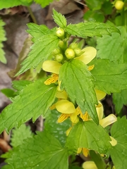 Lamium galeobdolon montanum