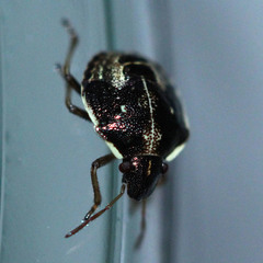 Hemiptera