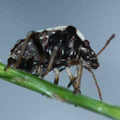 Hemiptera