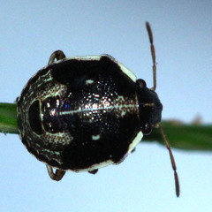 Hemiptera