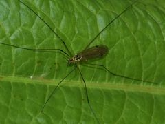 Nephrotoma appendiculata