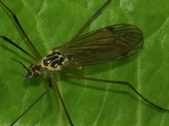 Nephrotoma appendiculata