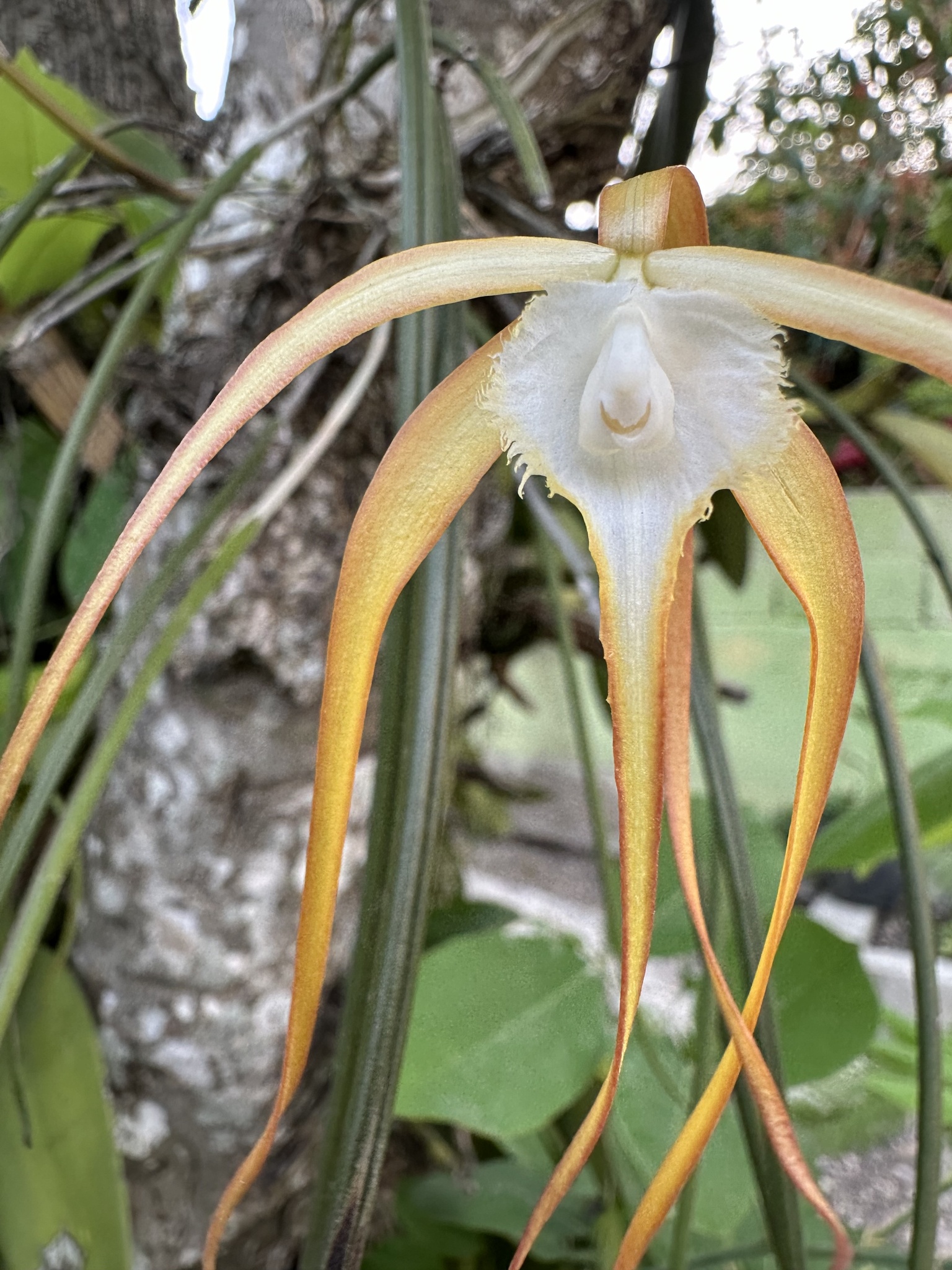 Brassavola appendiculata A.Rich. 2