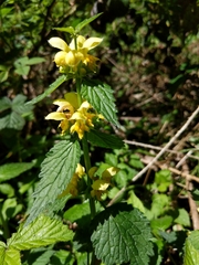 Lamium galeobdolon montanum