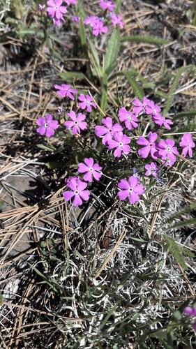 Phlox woodhousei