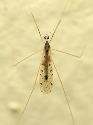 Rhipidia (Rhipidia) annulicornis