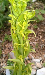 Platanthera brevifolia