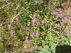 Thymus praecox