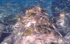 Atherinomorus vaigiensis