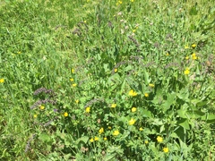 Salvia pratensis
