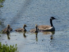Branta canadensis