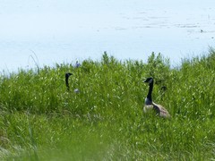 Branta canadensis