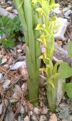 Platanthera brevifolia