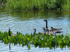 Branta canadensis