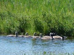 Branta canadensis