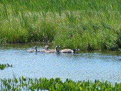Branta canadensis