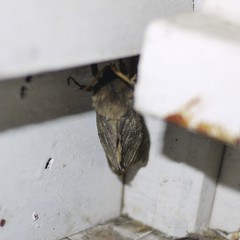 Oxycanus antipoda