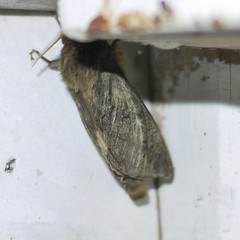 Oxycanus antipoda
