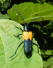 Desmocerus palliatus