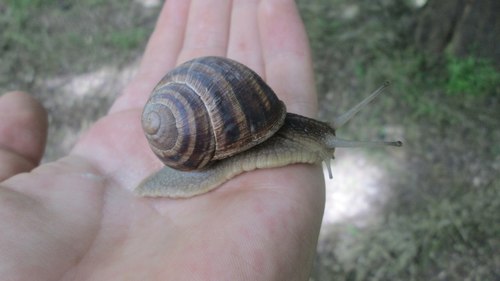Helix albescens