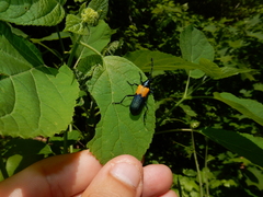 Desmocerus palliatus