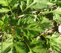 Artemisia vulgaris
