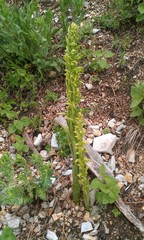 Platanthera brevifolia