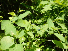 Desmocerus palliatus