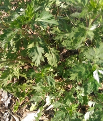 Artemisia vulgaris